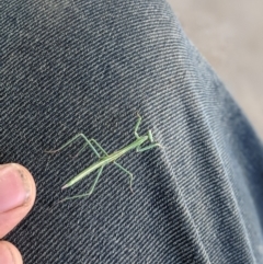 Unidentified Praying mantis (Mantodea) at Albury - 10 Jul 2021 by ChrisAllen