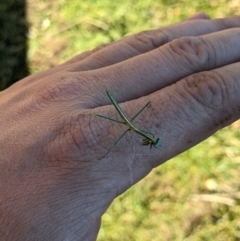 Archimantis sobrina at Thurgoona, NSW - 10 Jul 2021 02:17 PM