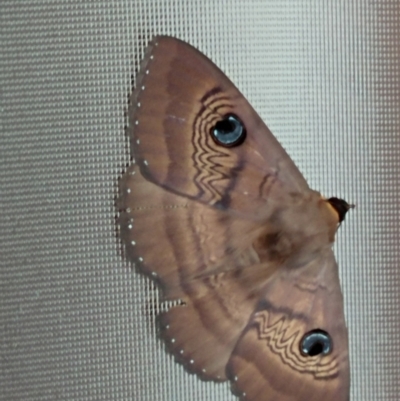 Dasypodia selenophora (Southern old lady moth) at Hawker, ACT - 10 Feb 2017 by sangio7