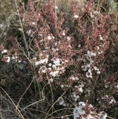 Leucopogon attenuatus (Small-leaved Beard Heath) at Bonython, ACT - 30 Jun 2021 by Tapirlord