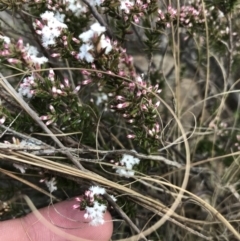 Styphelia attenuata at Bonython, ACT - 30 Jun 2021 12:17 PM