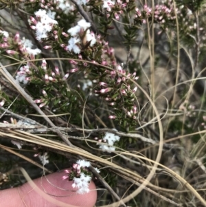 Leucopogon attenuatus at Bonython, ACT - 30 Jun 2021