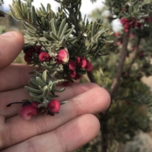 Grevillea lanigera at Bonython, ACT - 30 Jun 2021