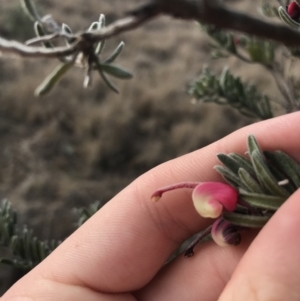 Grevillea lanigera at Bonython, ACT - 30 Jun 2021