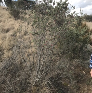 Grevillea lanigera at Bonython, ACT - 30 Jun 2021