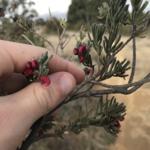 Grevillea lanigera at Bonython, ACT - 30 Jun 2021