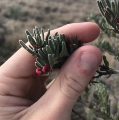 Grevillea lanigera at Bonython, ACT - 30 Jun 2021