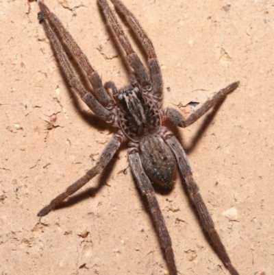 Mituliodon tarantulinus (Prowling Spider) at Evatt, ACT - 8 Jul 2021 by TimL