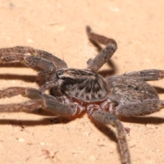 Mituliodon tarantulinus at Evatt, ACT - 8 Jul 2021 02:28 PM