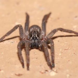 Mituliodon tarantulinus at Evatt, ACT - 8 Jul 2021 02:28 PM