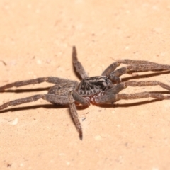 Mituliodon tarantulinus at Evatt, ACT - 8 Jul 2021