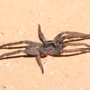 Mituliodon tarantulinus at Evatt, ACT - 8 Jul 2021 02:28 PM