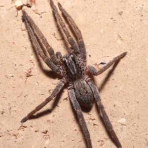 Mituliodon tarantulinus at Evatt, ACT - 8 Jul 2021