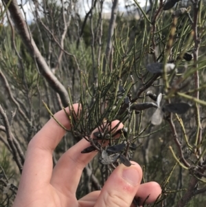 Hakea microcarpa at Bonython, ACT - 30 Jun 2021