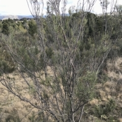 Hakea microcarpa at Bonython, ACT - 30 Jun 2021