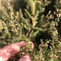 Pomaderris angustifolia at Bonython, ACT - 30 Jun 2021 12:21 PM