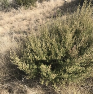 Pomaderris angustifolia at Bonython, ACT - 30 Jun 2021