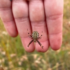 Araneus hamiltoni (Hamilton's Orb Weaver) at Turallo Nature Reserve - 31 Jan 2021 by erikar