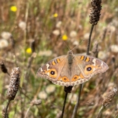 Junonia villida (Meadow Argus) at Bungendore, NSW - 1 Feb 2021 by erikar