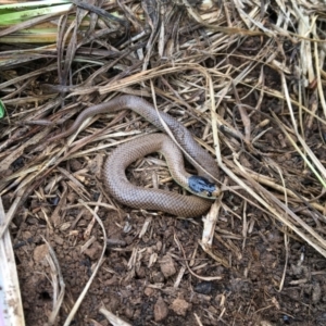 Parasuta flagellum at Bungendore, NSW - suppressed