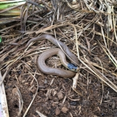 Parasuta flagellum (Little Whip-snake) at Turallo Nature Reserve - 29 Oct 2020 by erikar