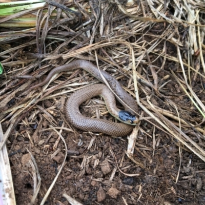 Parasuta flagellum (Little Whip-snake) at QPRC LGA - 29 Oct 2020 by erikar