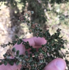 Phebalium squamulosum subsp. ozothamnoides (Alpine Phebalium, Scaly Phebalium) at Pine Island to Point Hut - 30 Jun 2021 by Tapirlord