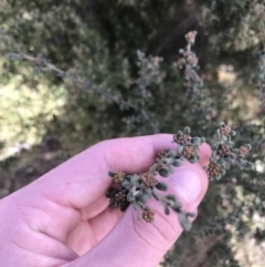 Phebalium squamulosum subsp. ozothamnoides at Bonython, ACT - 30 Jun 2021