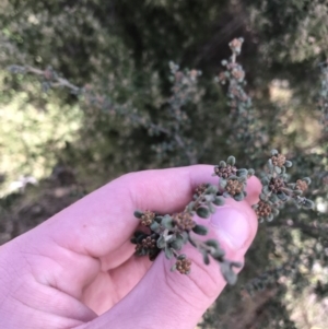 Phebalium squamulosum subsp. ozothamnoides at Bonython, ACT - 30 Jun 2021