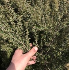 Phebalium squamulosum subsp. ozothamnoides at Bonython, ACT - 30 Jun 2021