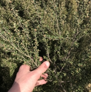 Phebalium squamulosum subsp. ozothamnoides at Bonython, ACT - 30 Jun 2021 12:22 PM