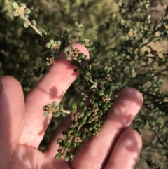 Phebalium squamulosum subsp. ozothamnoides at Bonython, ACT - 30 Jun 2021