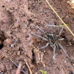 Tasmanicosa sp. (genus) (Unidentified Tasmanicosa wolf spider) at QPRC LGA - 14 Apr 2021 by erikar