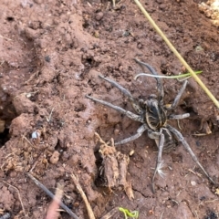 Tasmanicosa sp. (genus) (Unidentified Tasmanicosa wolf spider) at Turallo Nature Reserve - 14 Apr 2021 by erikar