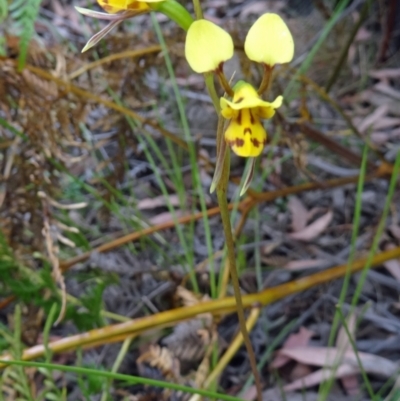 Diuris sulphurea (Tiger Orchid) at Paddys River, ACT - 14 Nov 2014 by galah681