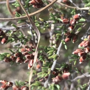 Cryptandra speciosa subsp. speciosa at Bonython, ACT - 30 Jun 2021