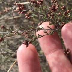 Cryptandra speciosa subsp. speciosa at Bonython, ACT - 30 Jun 2021 12:24 PM