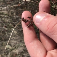 Cryptandra speciosa subsp. speciosa at Bonython, ACT - 30 Jun 2021 12:24 PM