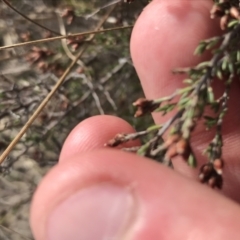 Cryptandra speciosa subsp. speciosa at Bonython, ACT - 30 Jun 2021