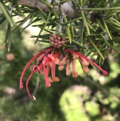 Grevillea juniperina subsp. fortis (Grevillea) at Bonython, ACT - 30 Jun 2021 by Tapirlord
