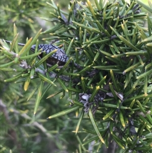 Grevillea juniperina subsp. fortis at Bonython, ACT - 30 Jun 2021