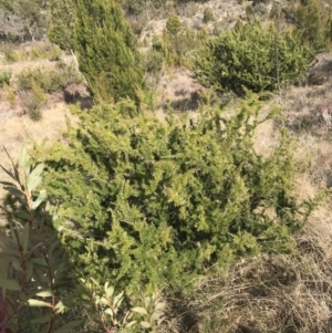 Grevillea juniperina subsp. fortis at Bonython, ACT - 30 Jun 2021