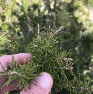 Grevillea juniperina subsp. fortis at Bonython, ACT - 30 Jun 2021 12:31 PM