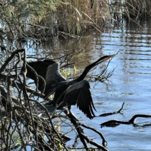 Anhinga novaehollandiae at Gungahlin, ACT - 12 Jul 2021