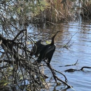 Anhinga novaehollandiae at Gungahlin, ACT - 12 Jul 2021 03:44 PM