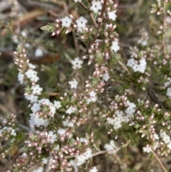 Styphelia attenuatus (Small-leaved Beard Heath) at O'Connor, ACT - 12 Jul 2021 by Jenny54