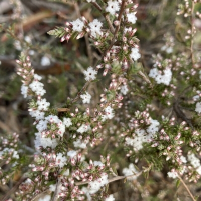 Styphelia attenuata (Small-leaved Beard Heath) at O'Connor, ACT - 12 Jul 2021 by Jenny54