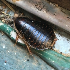 Calolampra sp. (genus) at O'Connor, ACT - 10 Jul 2021