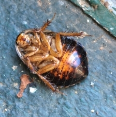 Calolampra sp. (genus) at O'Connor, ACT - 10 Jul 2021