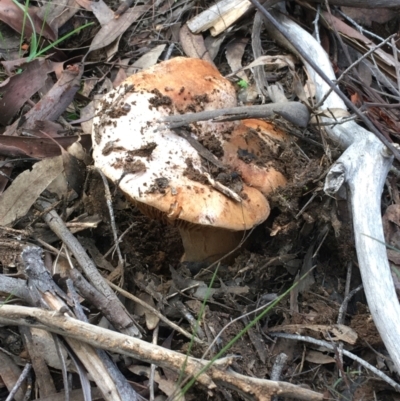 Unidentified Cap on a stem; gills below cap [mushrooms or mushroom-like] at Dryandra St Woodland - 10 Jul 2021 by Ned_Johnston